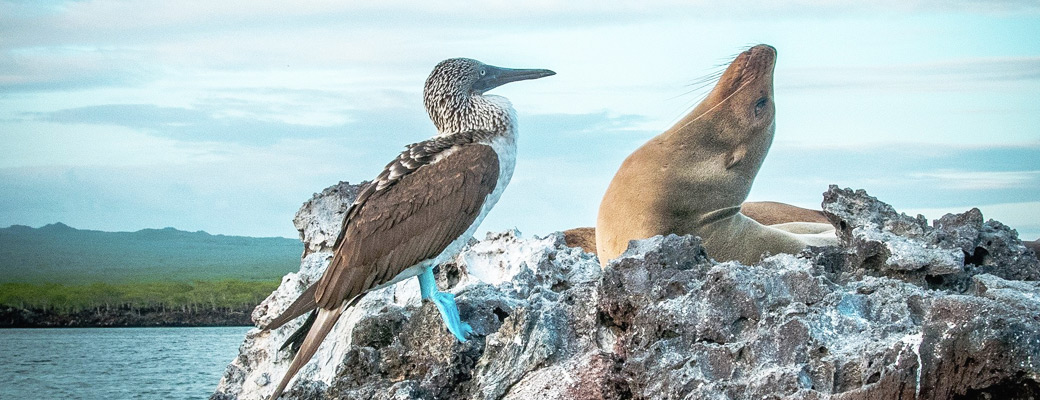 Lobos marinos en las Islas Galapagos