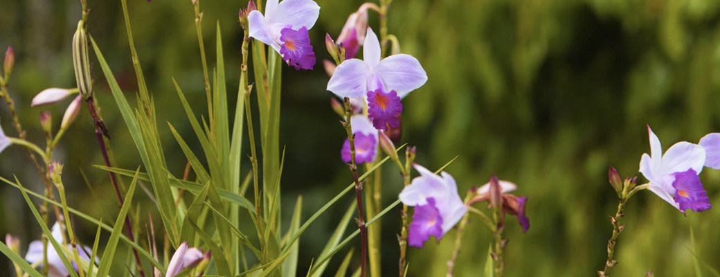 Orquideas de Ecuador