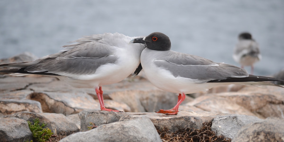 galapagos islands facts