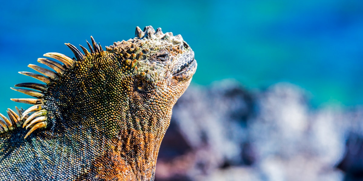 iguana de galapagos - cuantas especies hay en galapagos- especies de galapagos