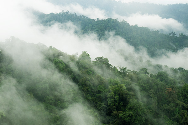 mindo-cloud-forest