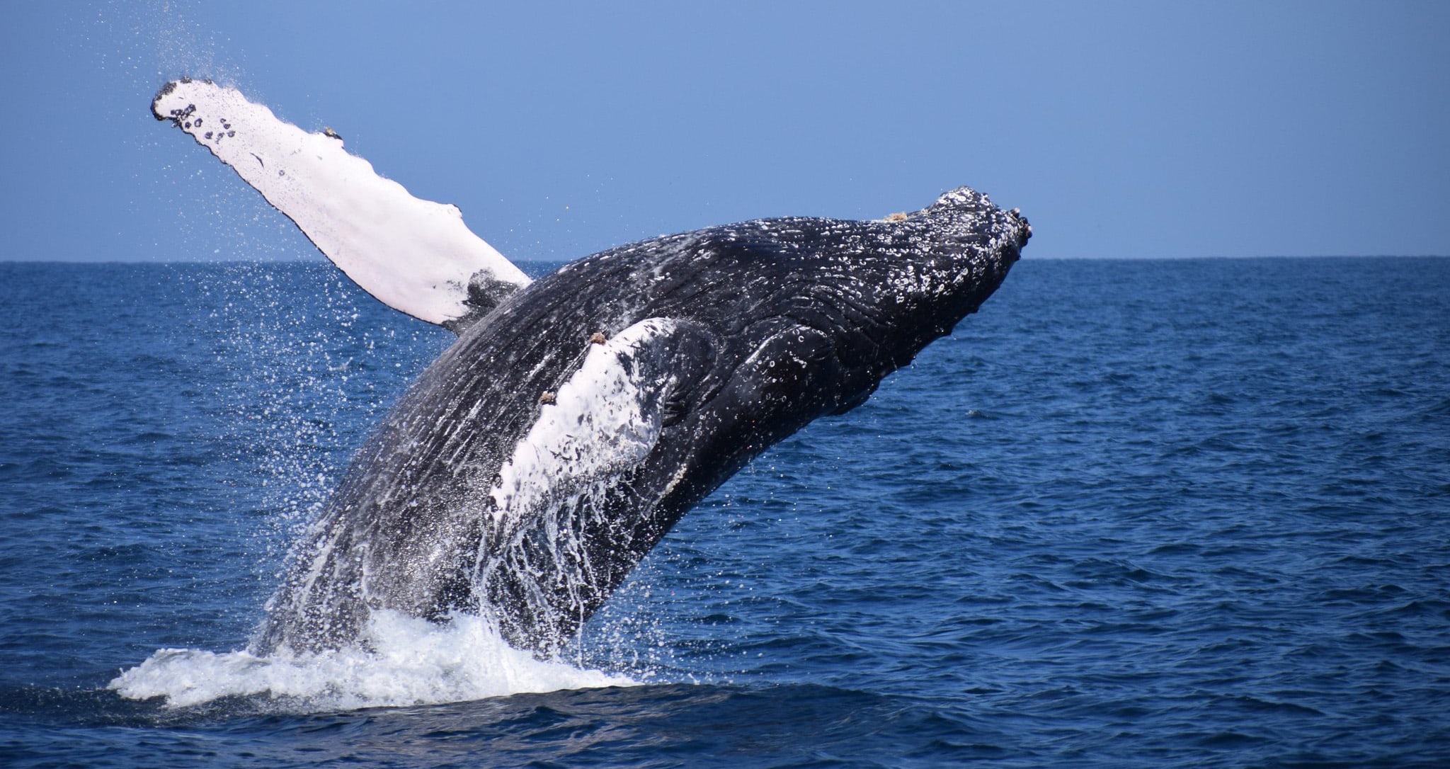 hunchback whales - montañita ecuador