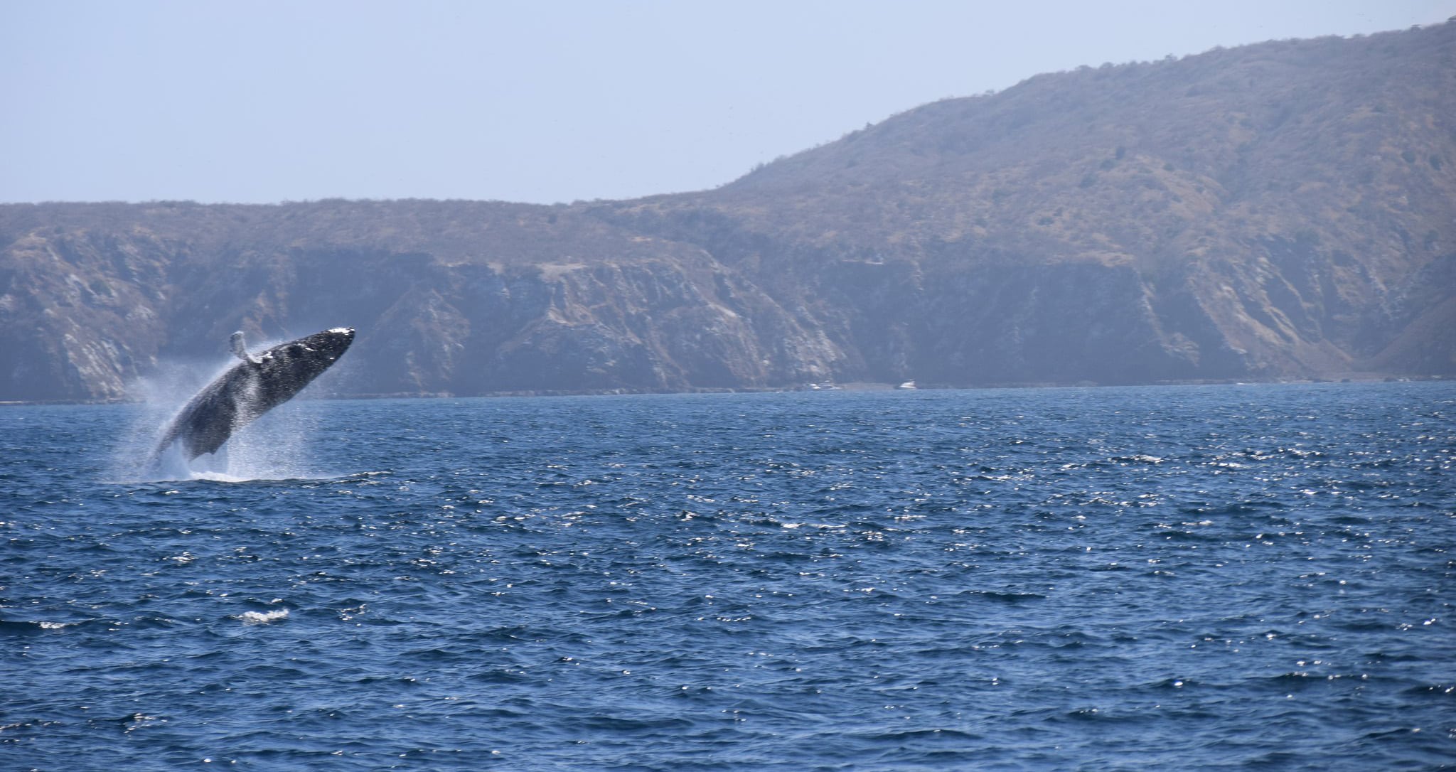 hunchback whales - montañita ecuador