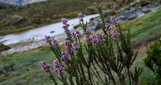 Purple flowers in Cajas National Park, Ecuador