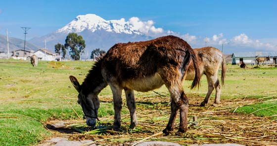 Donkeys with Chimborazo volcano in background in Ecuador