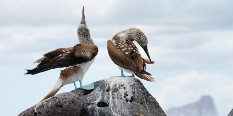 Animais-de-Galapagos-melhor-epoca-para-visitar-galapagos