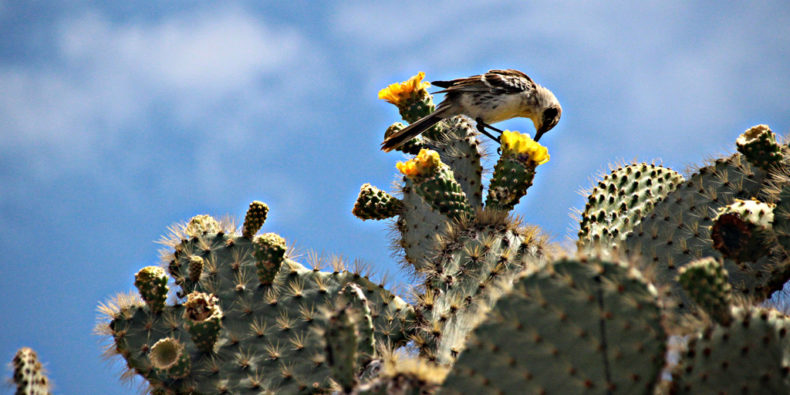 Flora-melhor-epoca-para-visitar-galapagos