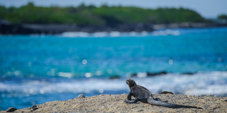 melhor-epoca-para-visitar-galapagos