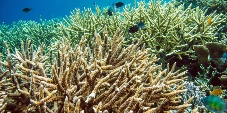 peixes-melhor-epoca-para-visitar-galapagos