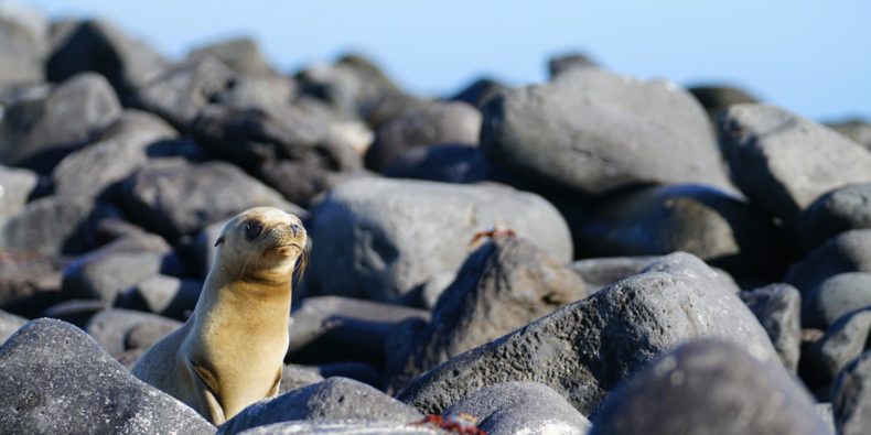 Curiosidade de Galápagos