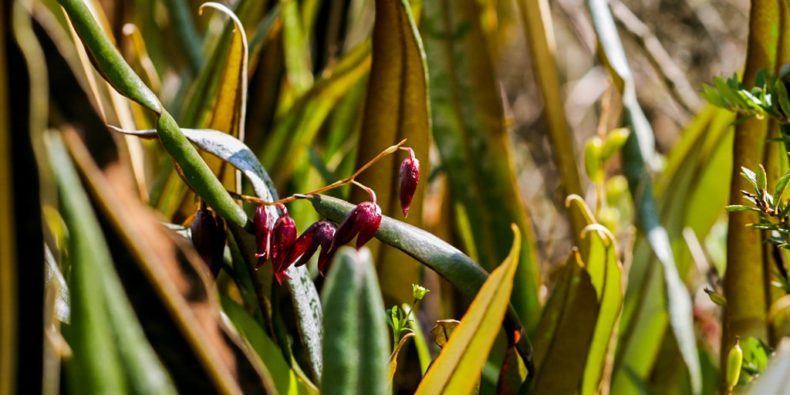 Pululahua Reserve fruits 