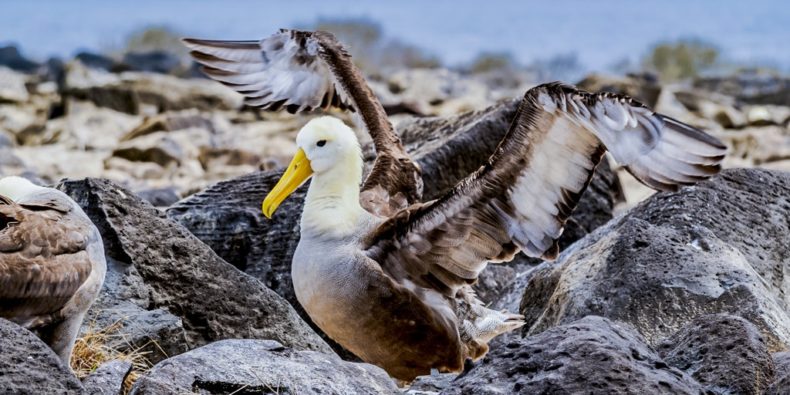 albatroz de galápagos - especies de galapagos