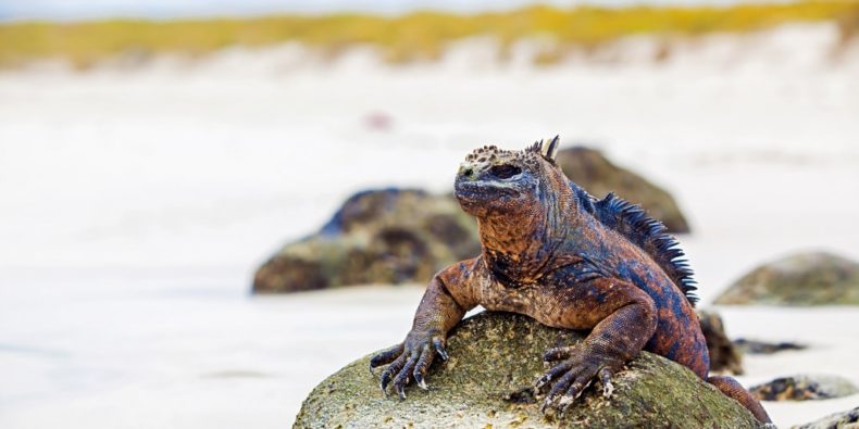 iguanas marinhas de galápagos - especies em galapagos