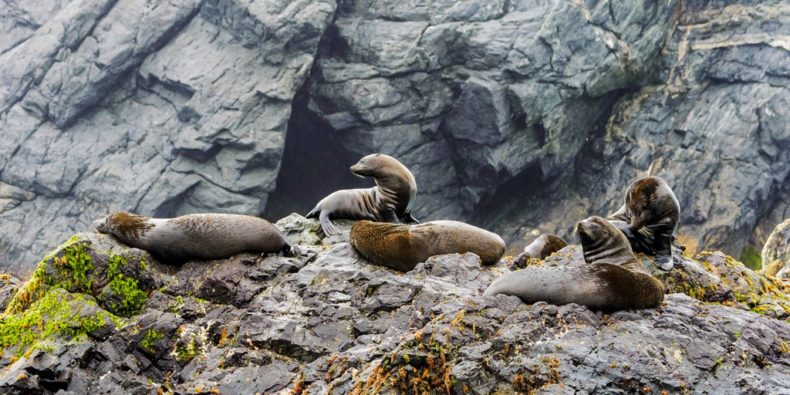 lobo marinho de galápagos - especies de galapagos