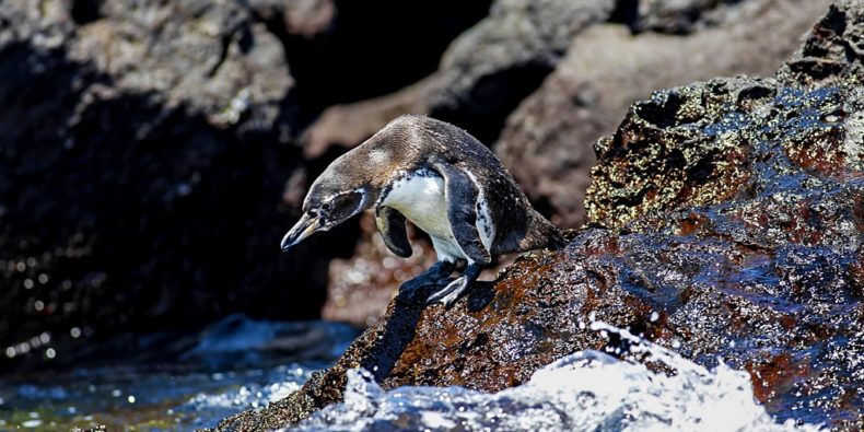 pinguim de galapagos - especies de galapagos