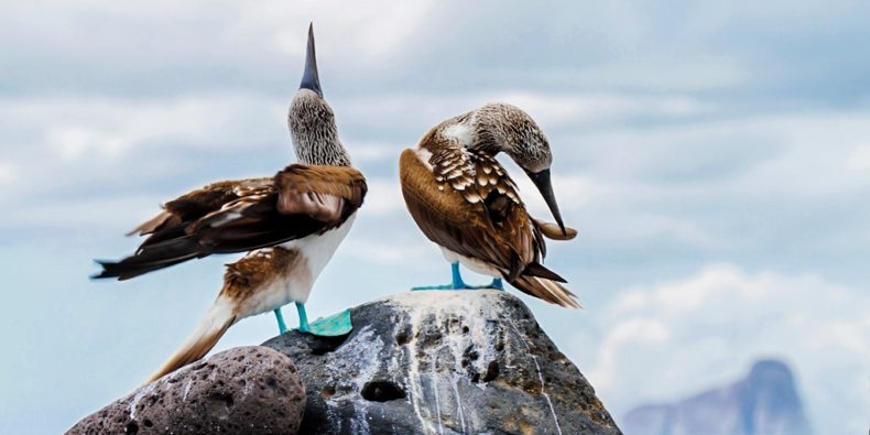 Patolas de pés azuis - especies de galapagos