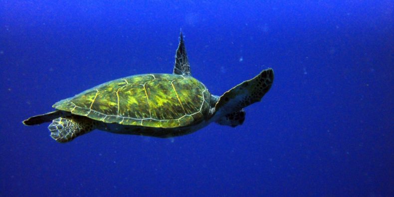 Tartaruga verde - especies de galapagos