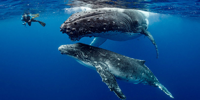 humpback whales swimming