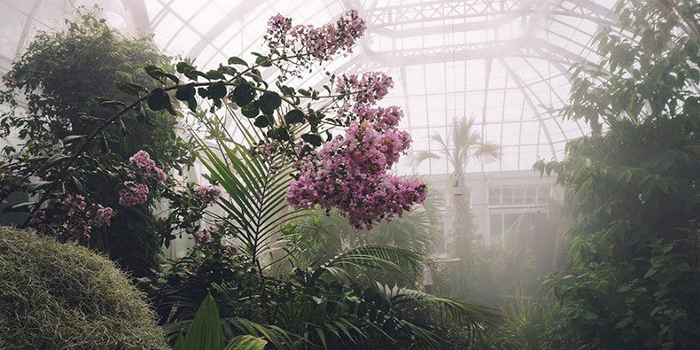 orquideas en invernadero