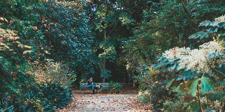 sendero con muchas plantas en el jardin botanico